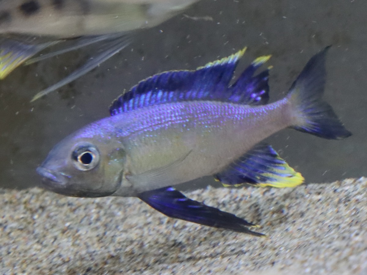 キアソファリンクス フルシファー フルキフェール Cyathopharynx furcifer