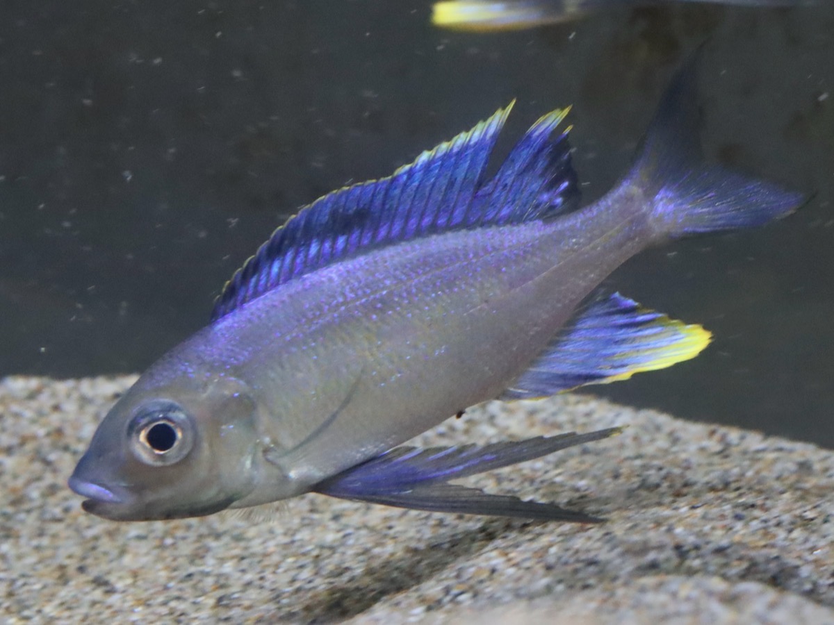 キアソファリンクス フルシファー フルキフェール Cyathopharynx furcifer