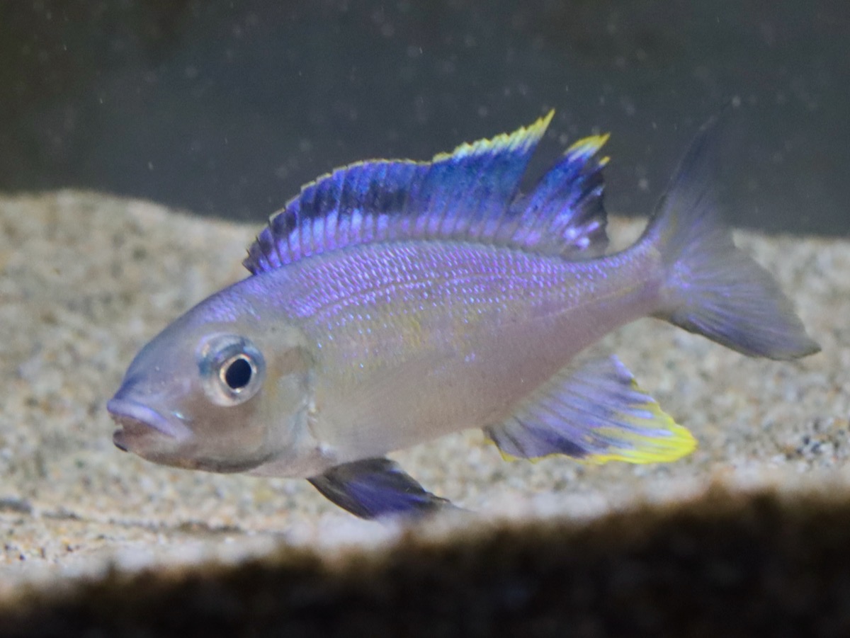 キアソファリンクス フルシファー フルキフェール Cyathopharynx furcifer