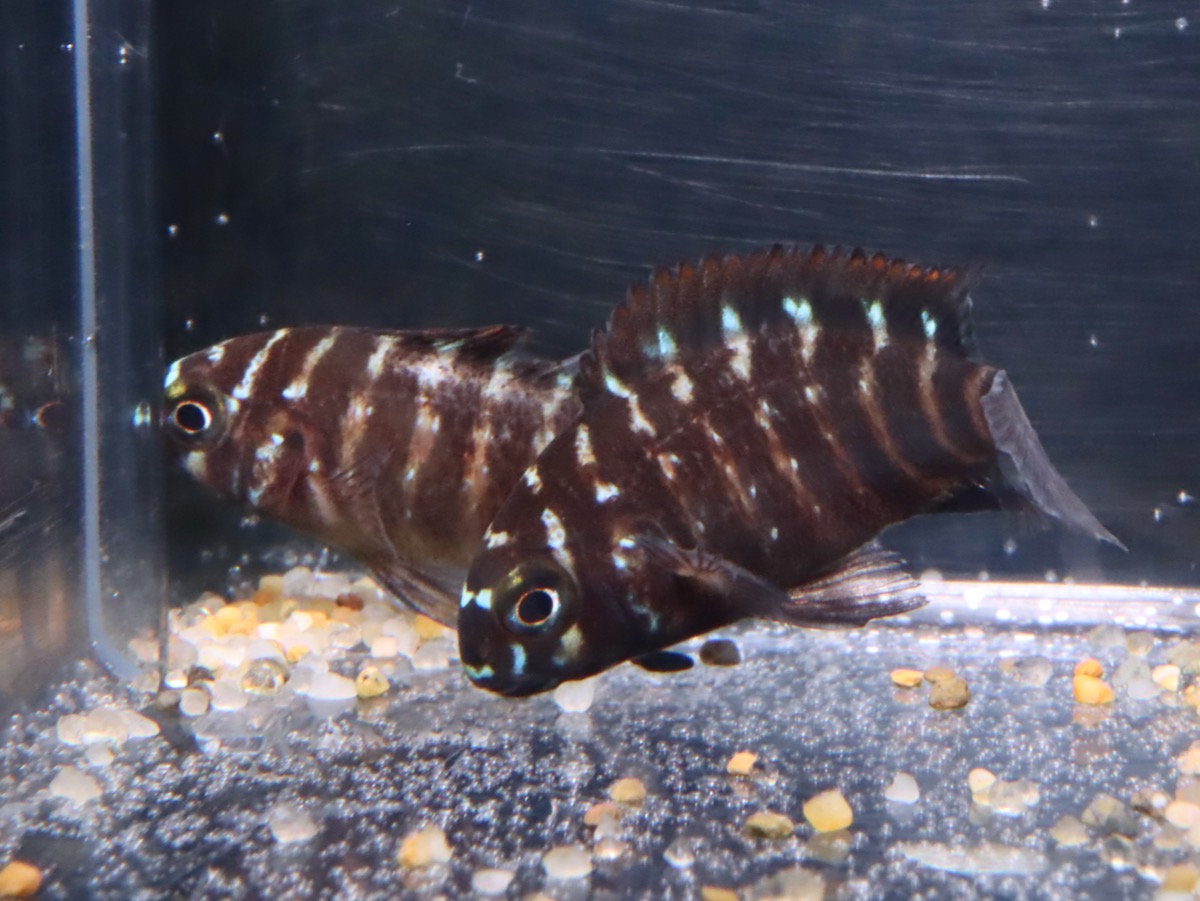 トロフェウス モーリー モーリィ レッドレインボー 繁殖 Tropheus moorii Redrainbow breeding