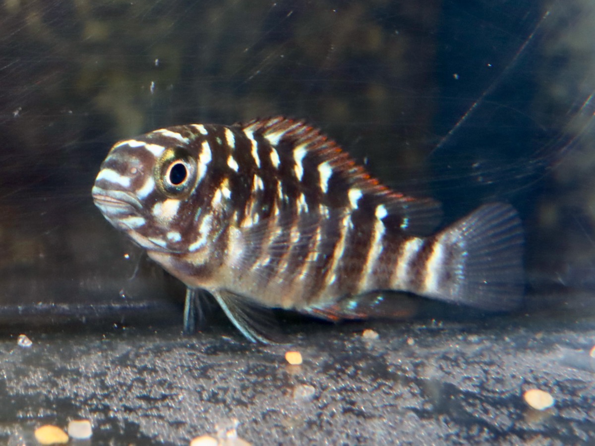 トロフェウス モーリー モーリィ レッドレインボー 繁殖 Tropheus moorii Redrainbow breeding