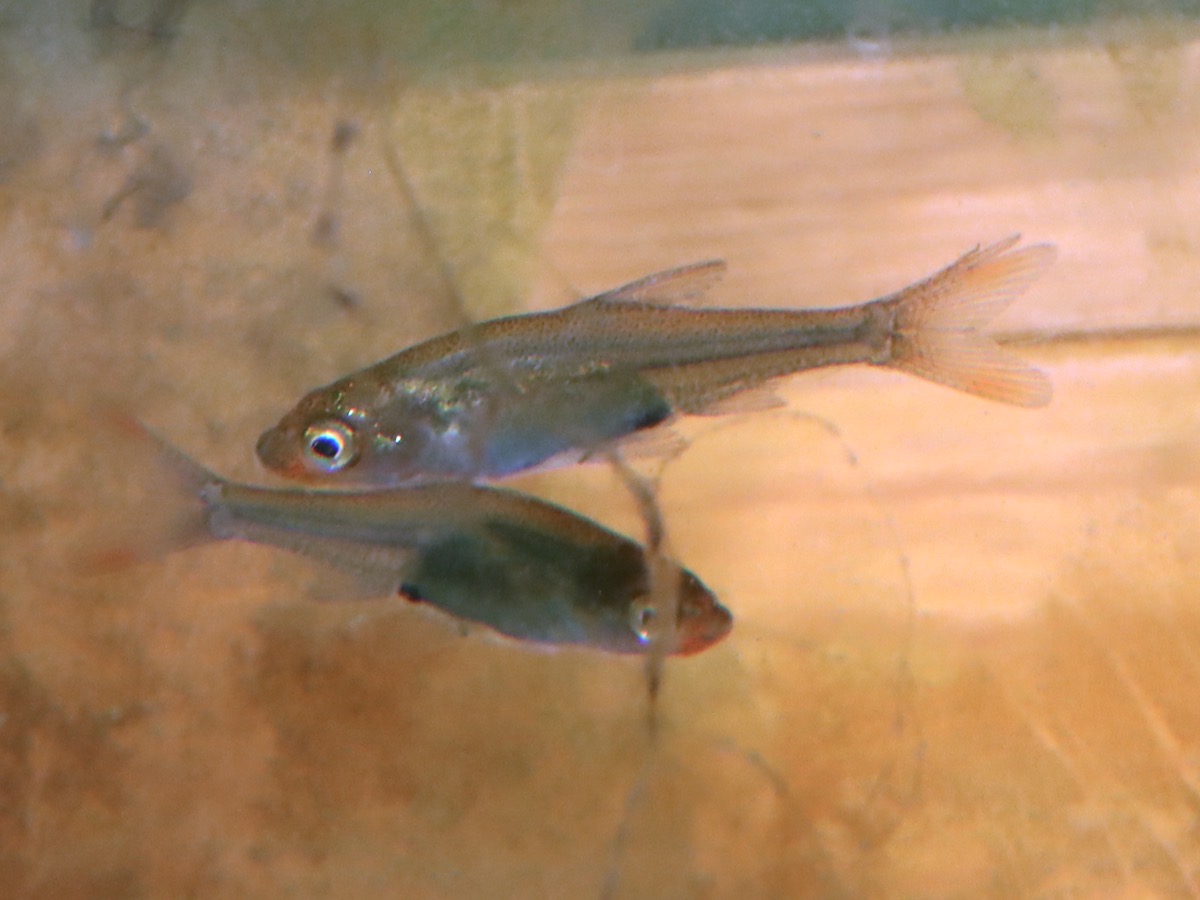 Sawbwa resplendens breeding レッドフィンレッドノーズ 繁殖
