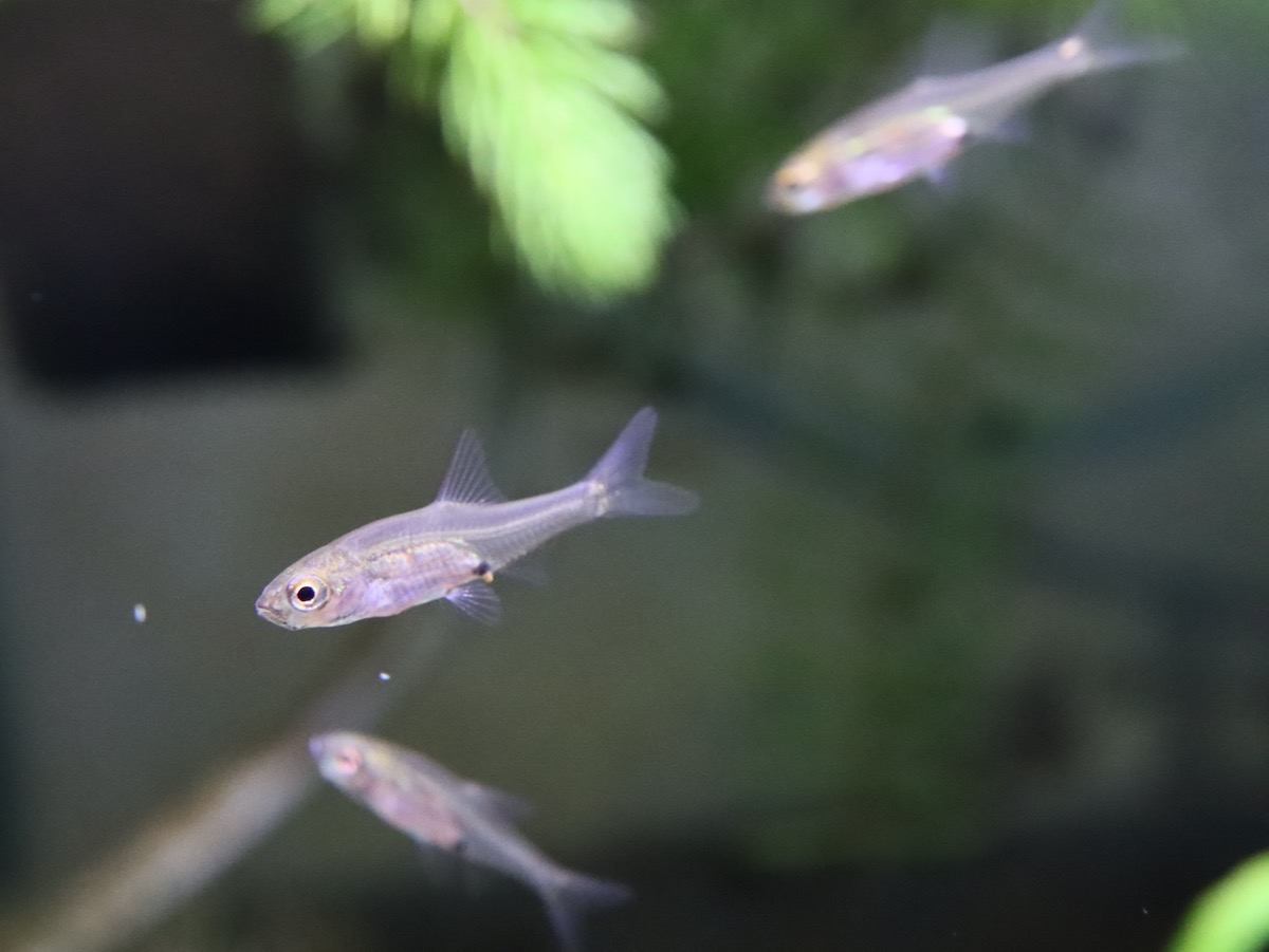 Sawbwa resplendens breeding レッドフィンレッドノーズ 繁殖