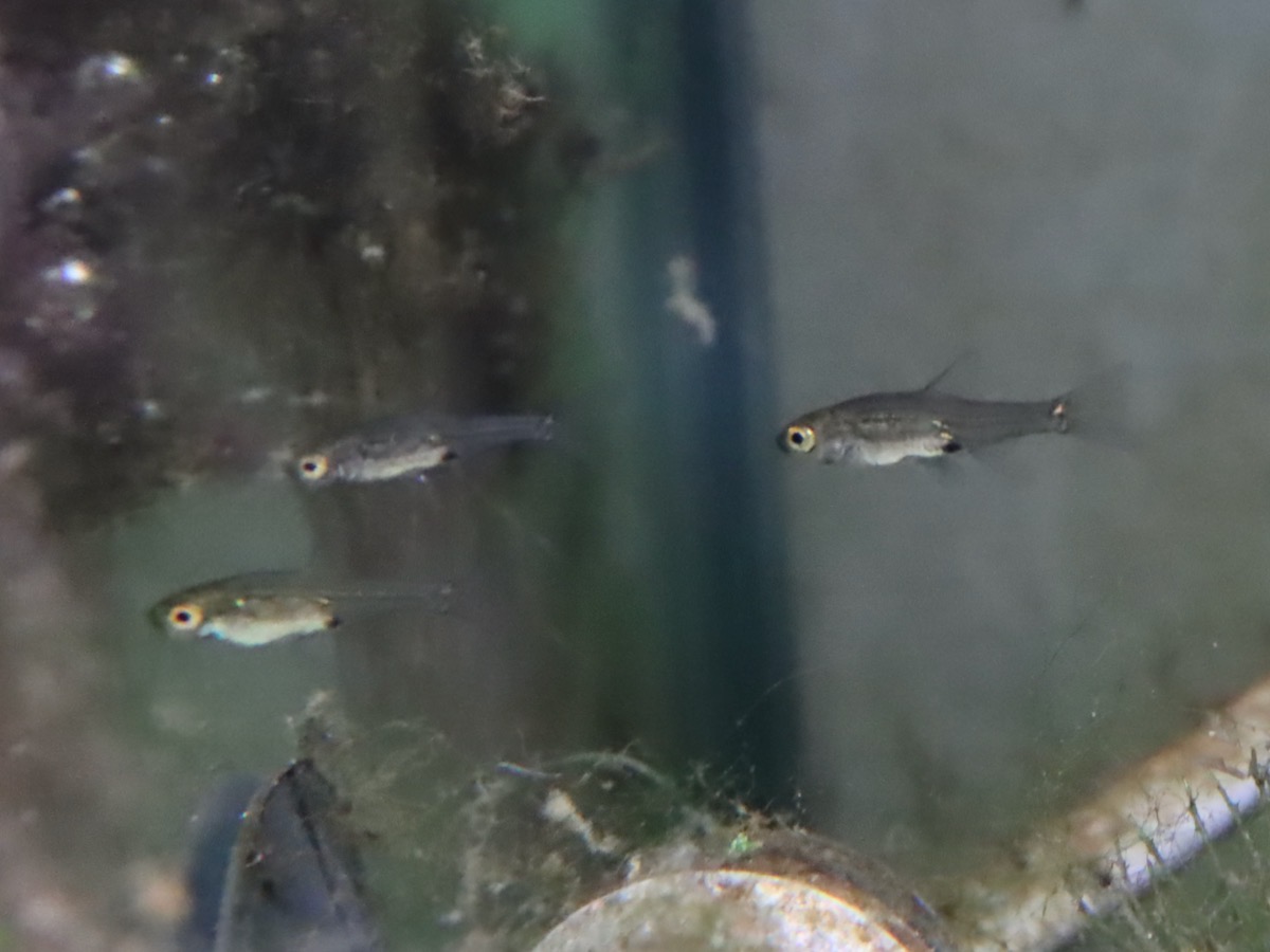 Sawbwa resplendens breeding レッドフィンレッドノーズ 繁殖