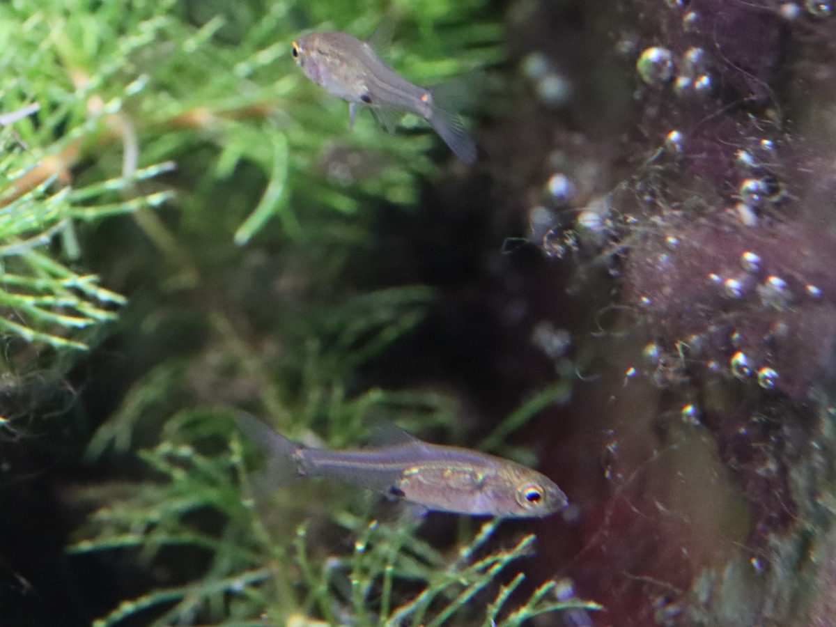 Sawbwa resplendens breeding レッドフィンレッドノーズ 繁殖