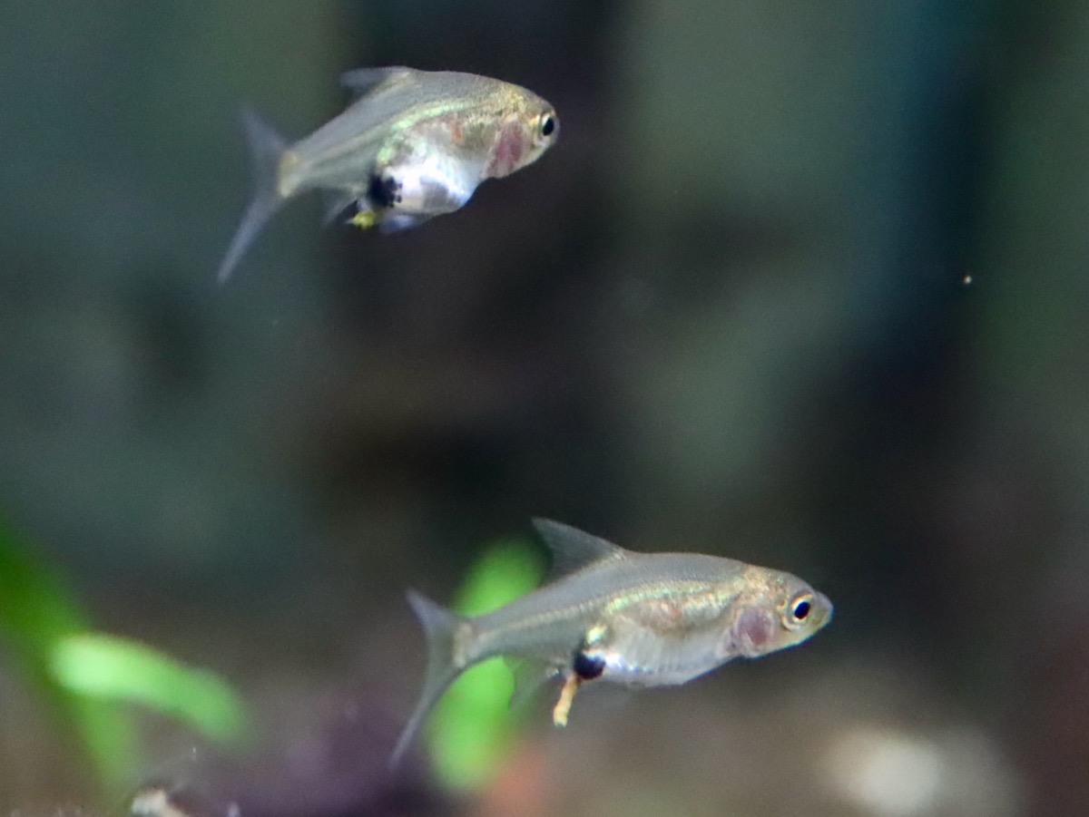 Sawbwa resplendens breeding レッドフィンレッドノーズ 繁殖