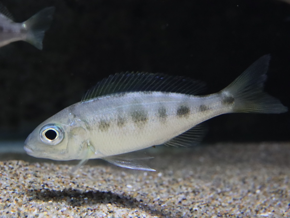 Cyathopharynx furcifer Magara
