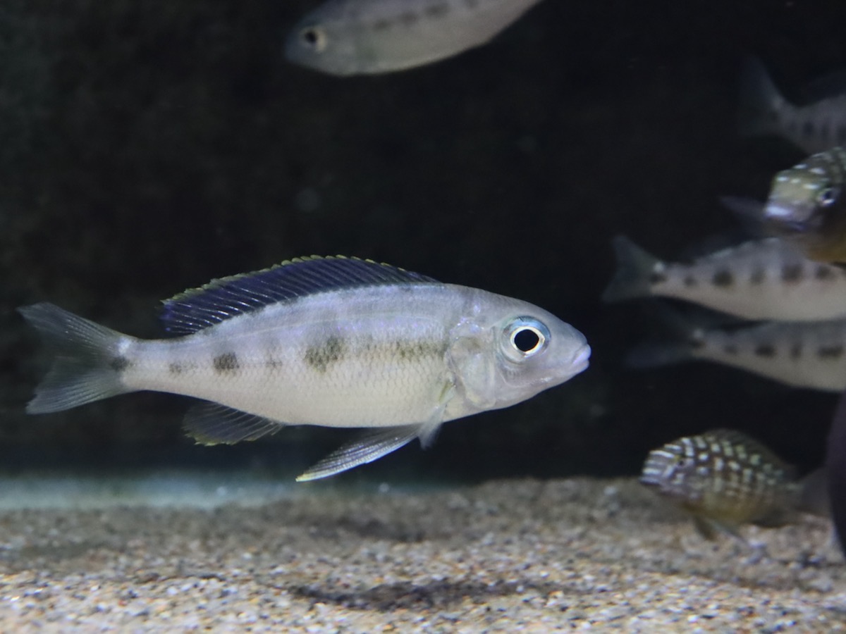 Cyathopharynx furcifer Magara