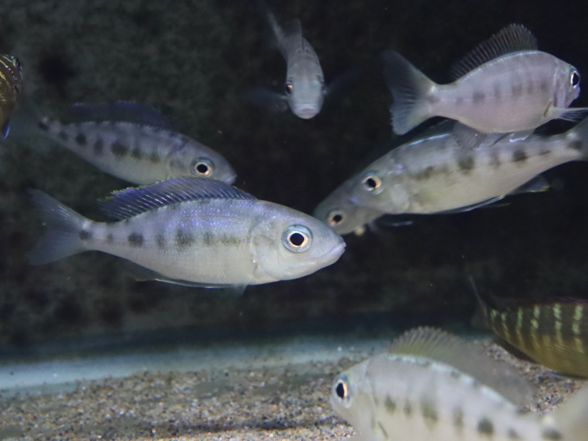 Cyathopharynx furcifer Magara