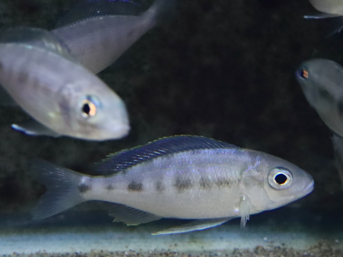 Cyathopharynx furcifer Magara