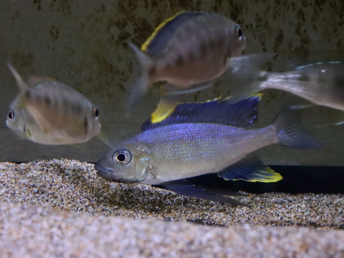 cyathopharynx furcifer Magara キアソファリンクス フルシファー フルキフェール マガラ