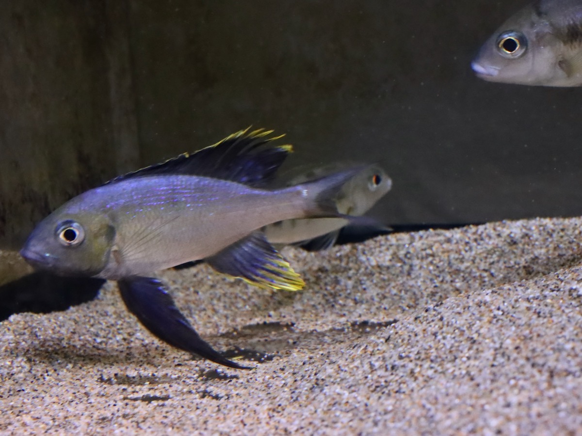 cyathopharynx furcifer Magara キアソファリンクス フルシファー フルキフェール マガラ