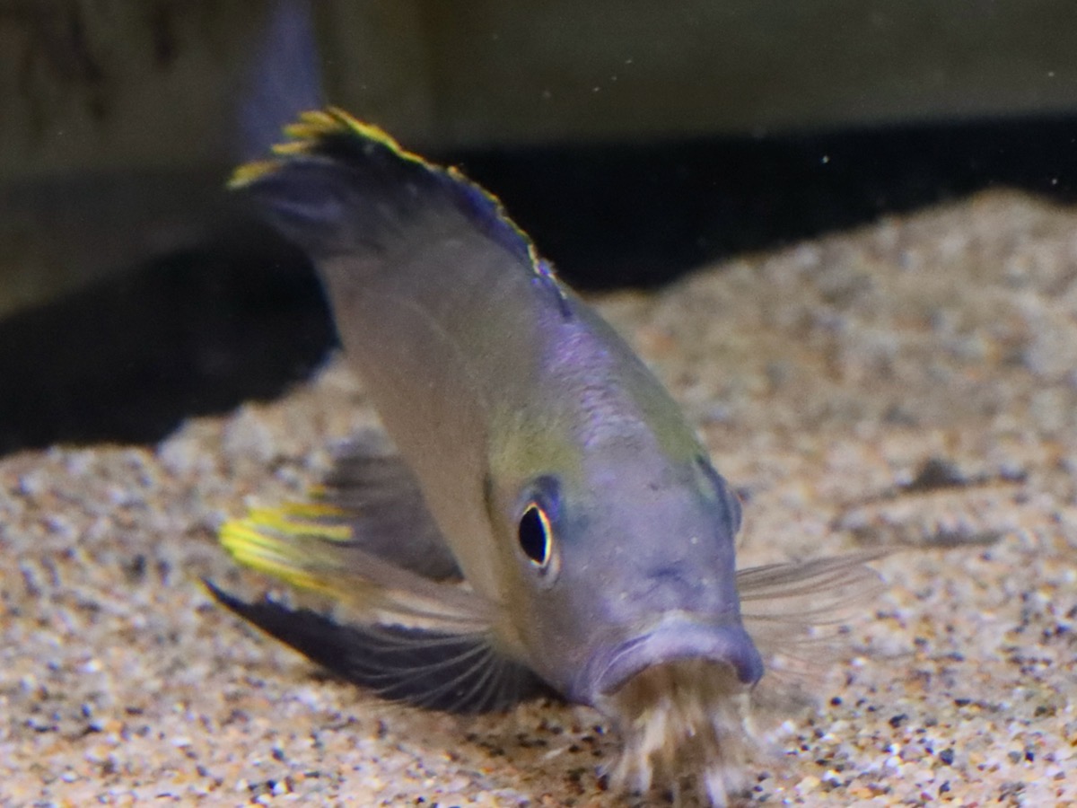 cyathopharynx furcifer Magara キアソファリンクス フルシファー フルキフェール マガラ