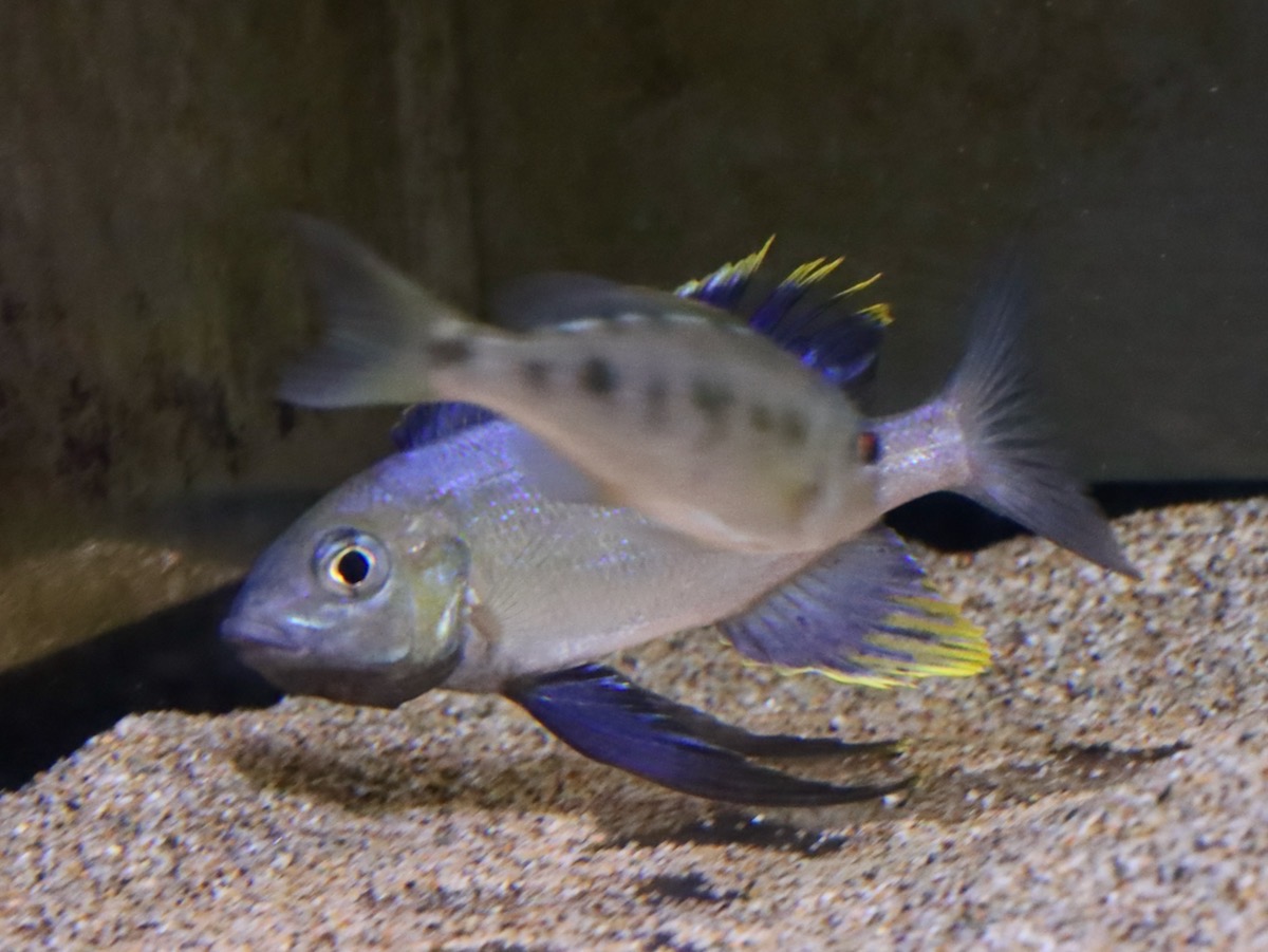 cyathopharynx furcifer Magara キアソファリンクス フルシファー フルキフェール マガラ