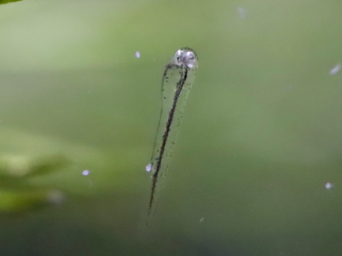 カワバタモロコ 繁殖 稚魚