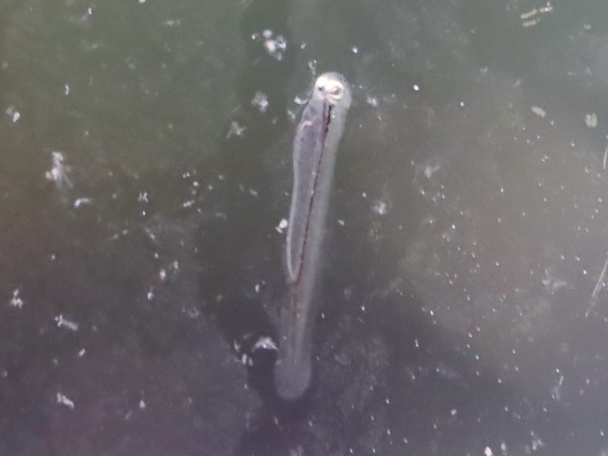 カワバタモロコ 繁殖 稚魚