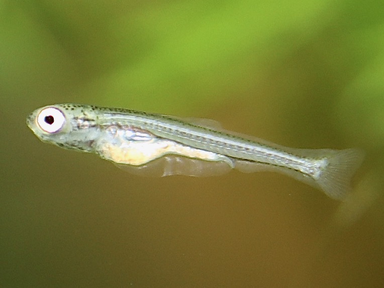 カワバタモロコ 繁殖 稚魚
