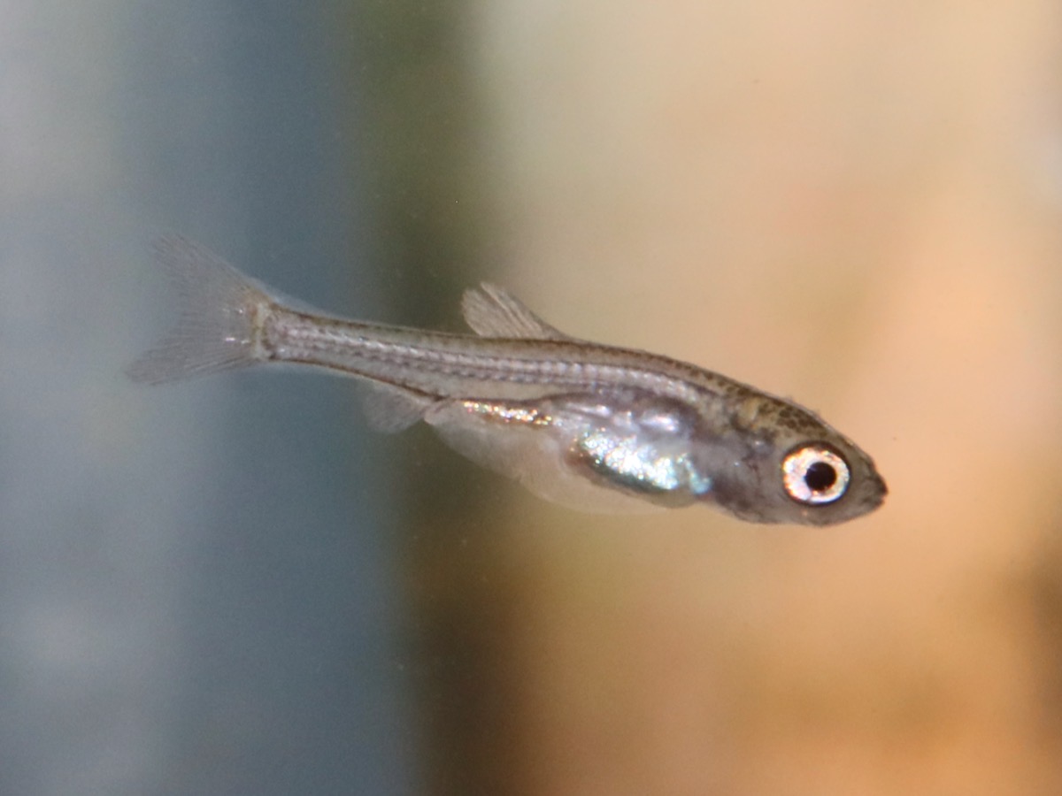 カワバタモロコ 繁殖 稚魚