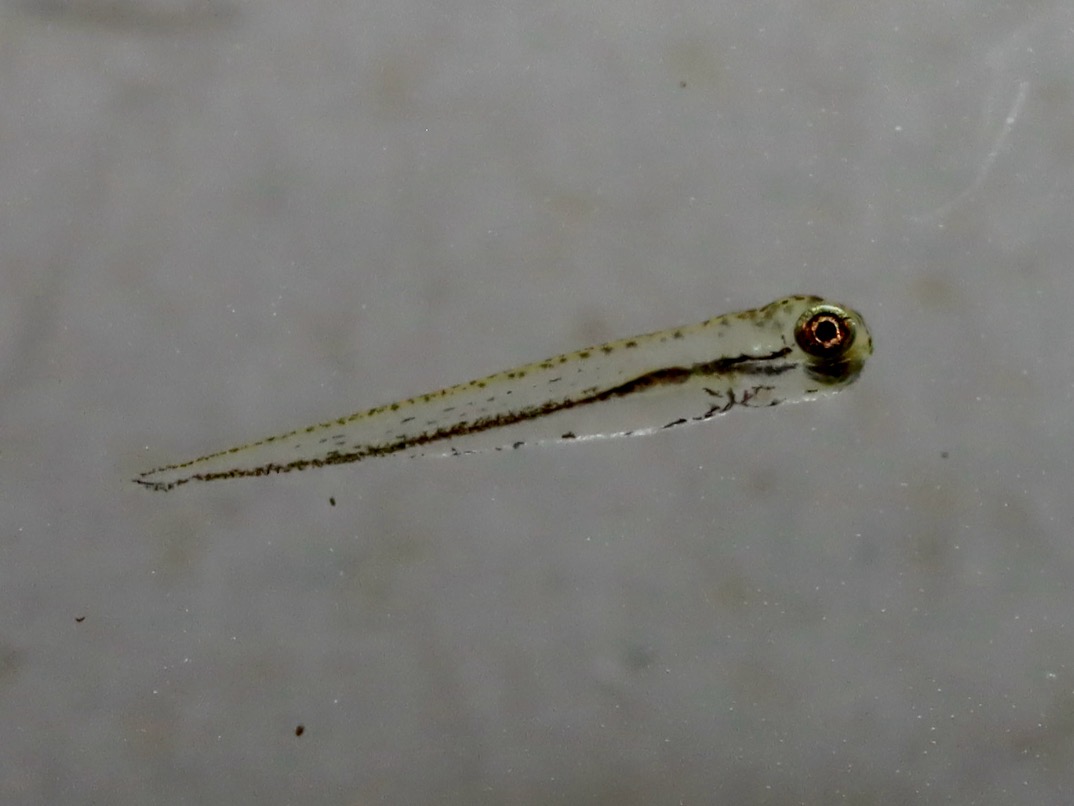 カワバタモロコ 繁殖 稚魚
