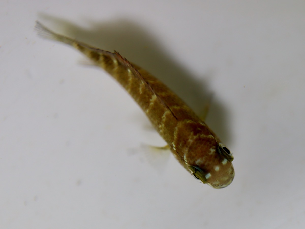 Tropheus moorii Redrainbow breeding トロフェウス モーリィ (モーリー) レッドレインボー繁殖