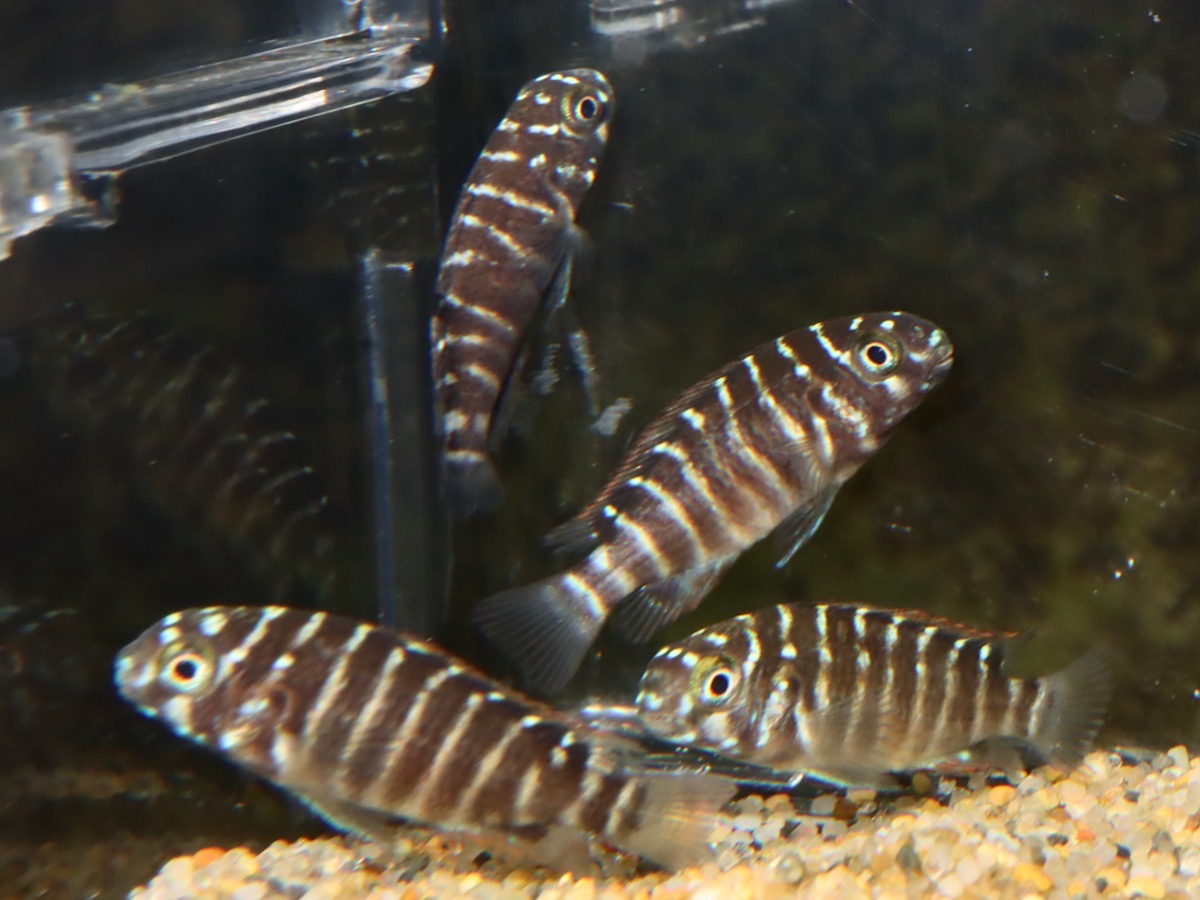 Tropheus moorii Redrainbow breeding トロフェウス モーリィ (モーリー) レッドレインボー繁殖