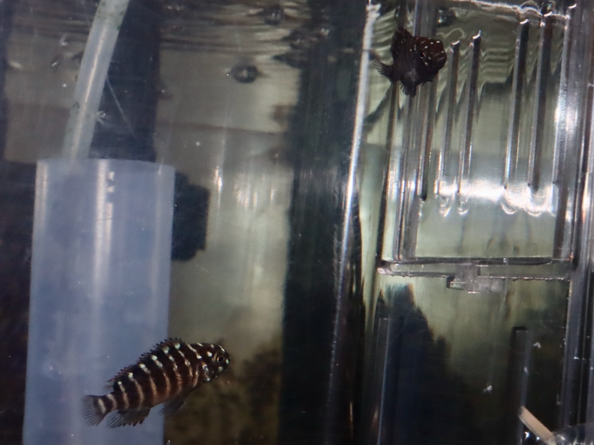 Tropheus moorii Redrainbow breeding トロフェウス モーリィ (モーリー) レッドレインボー繁殖